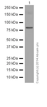 Western blot - Anti-gamma Catenin antibody [EPR17310] (AB184919)