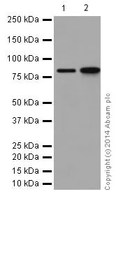 Western blot - Anti-gamma Catenin antibody [EPR17310] (AB184919)