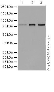 Western blot - Anti-gamma Catenin antibody [EPR17310] (AB184919)