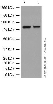Western blot - Anti-gamma Catenin antibody [EPR17310] (AB184919)