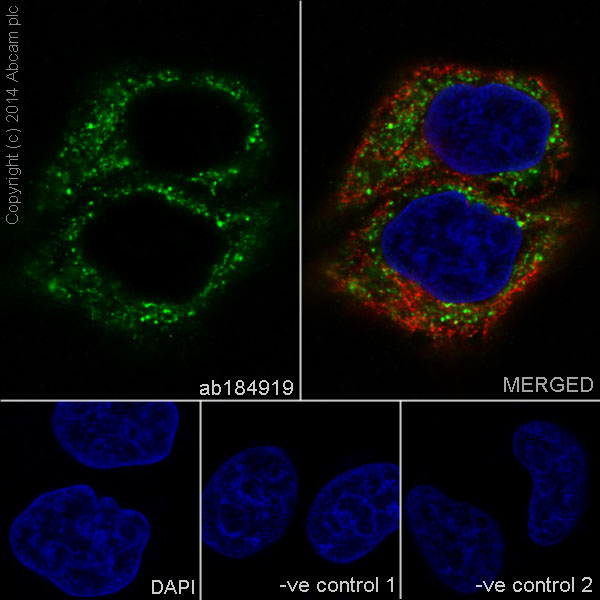 Immunocytochemistry/ Immunofluorescence - Anti-gamma Catenin antibody [EPR17310] - BSA and Azide free (ab238447), expandable thumbnail