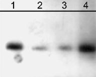 Western blot - Anti-gamma Catenin (phospho Y550) antibody (AB29041), expandable thumbnail
