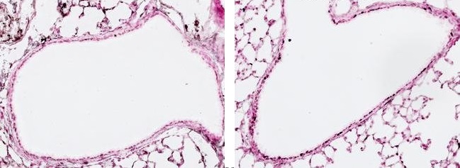 Anti-GH2AX (phospho S139) antibody [3F2] (ab22551) | Abcam