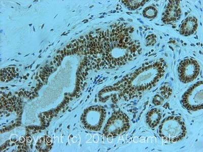 Anti-GH2AX (phospho S139) antibody [3F2] (ab22551) | Abcam