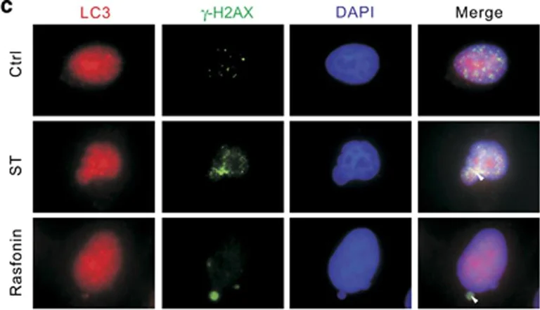 Immunocytochemistry/ Immunofluorescence - Anti-gamma H2A.X (phospho S139) antibody [9F3] (AB26350)