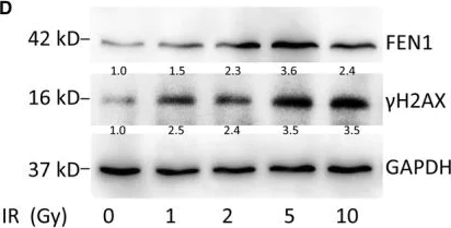 Western blot - Anti-gamma H2A.X (phospho S139) antibody [9F3] (AB26350)