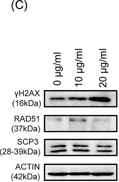 Anti-histone H2A.X (phospho S139) antibody [9F3] (ab26350) | Abcam