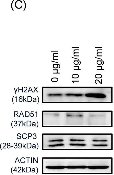 Western blot - Anti-gamma H2A.X (phospho S139) antibody [9F3] (AB26350)