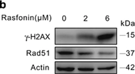 Western blot - Anti-gamma H2A.X (phospho S139) antibody [9F3] (AB26350)