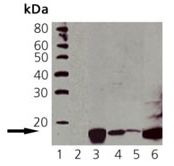 Anti-histone H2A.X (phospho S139) antibody [9F3] (ab26350