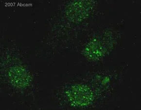 Immunocytochemistry/ Immunofluorescence - Anti-gamma H2A.X (phospho S139) antibody (AB11174)