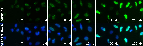 Immunocytochemistry/ Immunofluorescence - Anti-gamma H2A.X (phospho S139) antibody (ab2893), expandable thumbnail