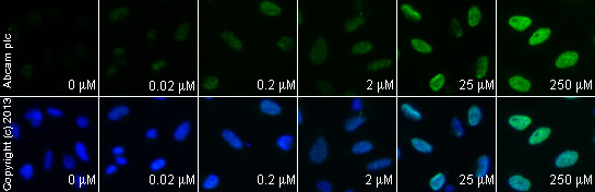 Immunocytochemistry/ Immunofluorescence - Anti-gamma H2A.X (phospho S139) antibody (ab2893), expandable thumbnail