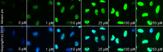 Immunocytochemistry/ Immunofluorescence - Anti-gamma H2A.X (phospho S139) antibody (ab2893), expandable thumbnail