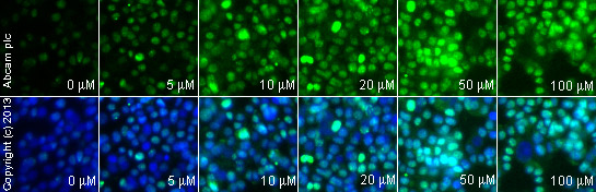 Immunocytochemistry/ Immunofluorescence - Anti-gamma H2A.X (phospho S139) antibody (ab2893), expandable thumbnail