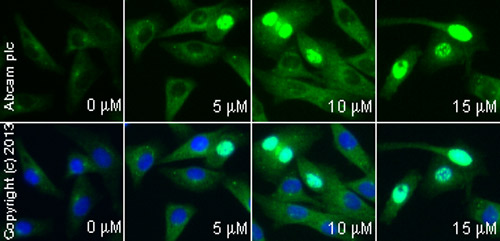Immunocytochemistry/ Immunofluorescence - Anti-gamma H2A.X (phospho S139) antibody (ab2893), expandable thumbnail