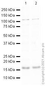 Western blot - Anti-gamma H2A.X (phospho S139) antibody (AB2893), expandable thumbnail