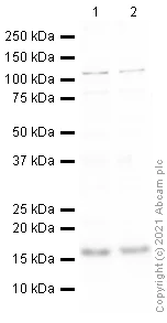 Western blot - Anti-gamma H2A.X (phospho S139) antibody (AB2893)
