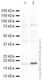 Western blot - Anti-gamma H2A.X (phospho S139) antibody (ab2893), expandable thumbnail