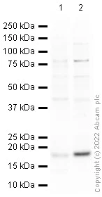 Western blot - Anti-gamma H2A.X (phospho S139) antibody (AB2893)
