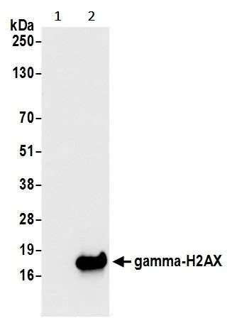 Western blot - Anti-gamma H2A.X (phospho S139) antibody [BLR053F] (AB243906)