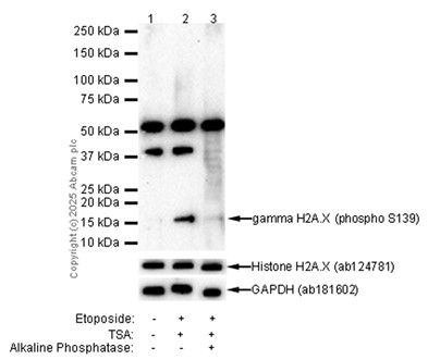 Western blot - Anti-gamma H2A.X (phospho S139) antibody [EP854(2)Y] (ab81299), expandable thumbnail