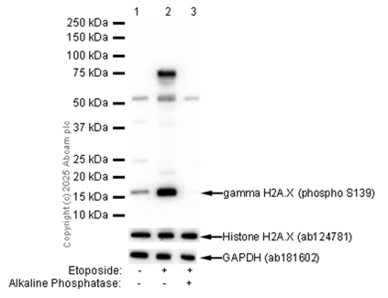 Western blot - Anti-gamma H2A.X (phospho S139) antibody [EP854(2)Y] (ab81299), expandable thumbnail