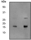 Western blot - Anti-gamma H2A.X (phospho S139) antibody [EP854(2)Y] (AB81299)