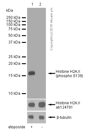Western blot - Anti-gamma H2A.X (phospho S139) antibody [EP854(2)Y] (AB81299)