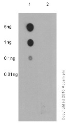 Dot Blot - Anti-gamma H2A.X (phospho S139) antibody [EP854(2)Y] - BSA and Azide free (ab215967), expandable thumbnail