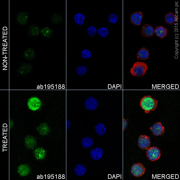 Immunocytochemistry/ Immunofluorescence - Anti-gamma H2A.X (phospho S139) antibody [EP854(2)Y] - BSA and Azide free (AB215967)