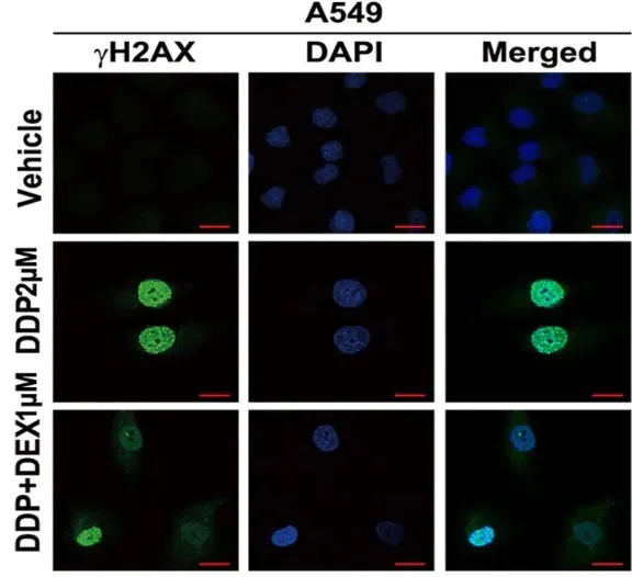 Anti-gamma H2A.X (phospho S139) antibody [EP854(2)Y] - Carrier