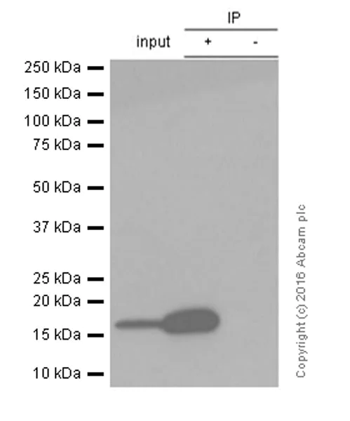 Immunoprecipitation - Anti-gamma H2A.X (phospho S139) antibody [EP854(2)Y] - BSA and Azide free (AB215967)