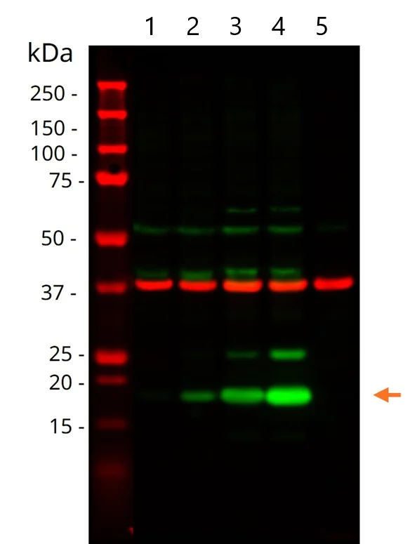 Western blot - Anti-gamma H2A.X (phospho S139) antibody [EP854(2)Y] - BSA and Azide free (AB215967)