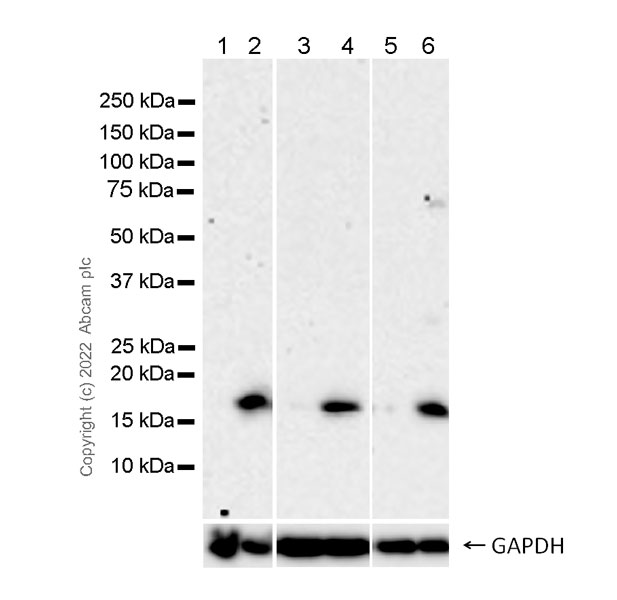 Anti-gamma H2A.X (phospho S139) antibody [N1-431] (ab303656) | Abcam