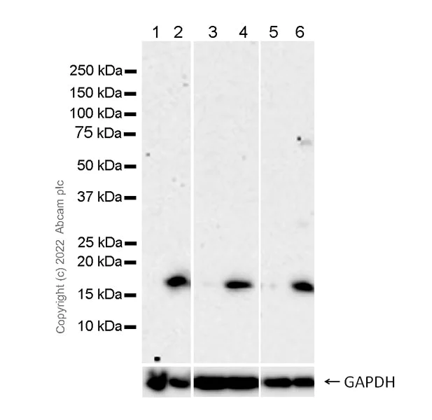 Western blot - Anti-gamma H2A.X (phospho S139) antibody [N1-431] (AB303656)