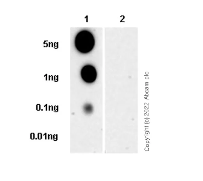 Dot Blot - Anti-gamma H2A.X (phospho S139) antibody [N1-431] - BSA and Azide free (AB325973)