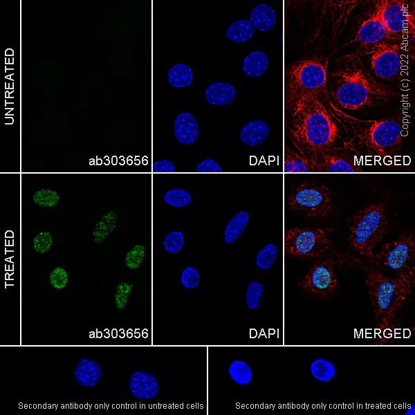 Immunocytochemistry/ Immunofluorescence - Anti-gamma H2A.X (phospho S139) antibody [N1-431] - BSA and Azide free (AB325973)