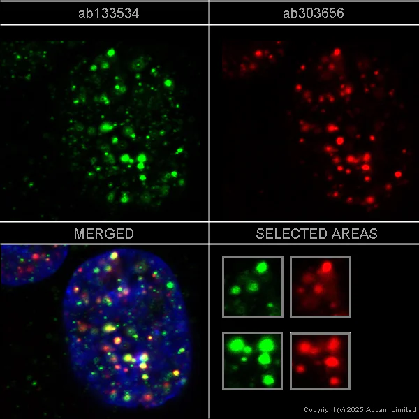 Immunocytochemistry/ Immunofluorescence - Anti-gamma H2A.X (phospho S139) antibody [N1-431] - BSA and Azide free (AB325973)