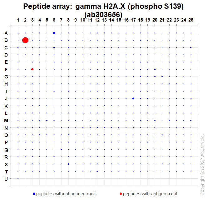 Peptide Array - Anti-gamma H2A.X (phospho S139) antibody [N1-431] - BSA and Azide free (AB325973)