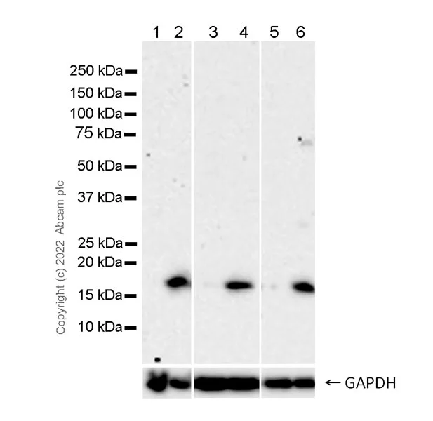 Western blot - Anti-gamma H2A.X (phospho S139) antibody [N1-431] - BSA and Azide free (AB325973)