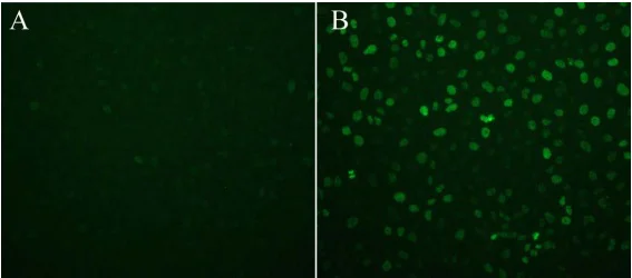 Fluorescence Microscopy - Gamma H2A.X Staining Kit (AB242296)
