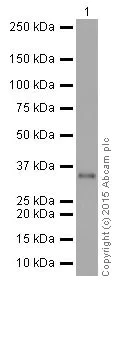 Western blot - Anti-gamma Sarcoglycan antibody [EPR17862-40] (AB203112)