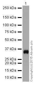 Western blot - Anti-gamma Sarcoglycan antibody [EPR17862-7] (AB203113)