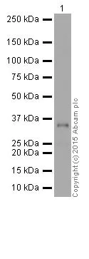 Western blot - Anti-gamma Sarcoglycan antibody [EPR17862-7] - BSA and Azide free (AB251394)