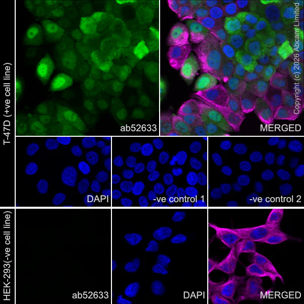 Immunocytochemistry/ Immunofluorescence - Anti-gamma Synuclein/SNCG antibody [EP1539Y] (AB52633)