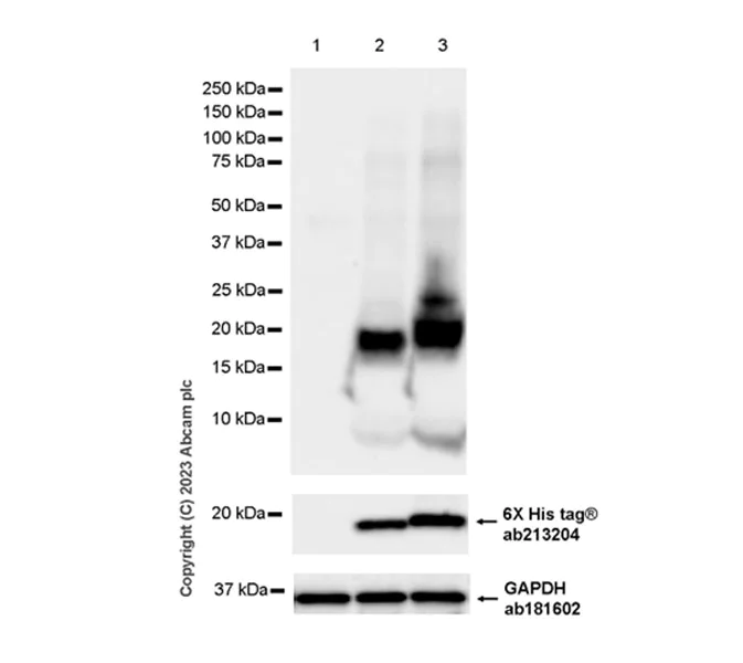 Western blot - Anti-gamma Synuclein/SNCG antibody [EPR26218-79] (AB315442)