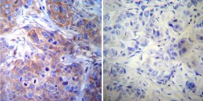 Immunohistochemistry (Formalin/PFA-fixed paraffin-embedded sections) - Anti-gamma Tubulin antibody [4D11] - C-terminal (AB173831)