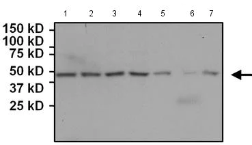 Western blot - Anti-gamma Tubulin antibody [4D11] - C-terminal (AB173831)
