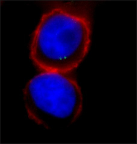 Immunocytochemistry/ Immunofluorescence - Anti-gamma Tubulin antibody - Centrosome Marker (AB11317), expandable thumbnail